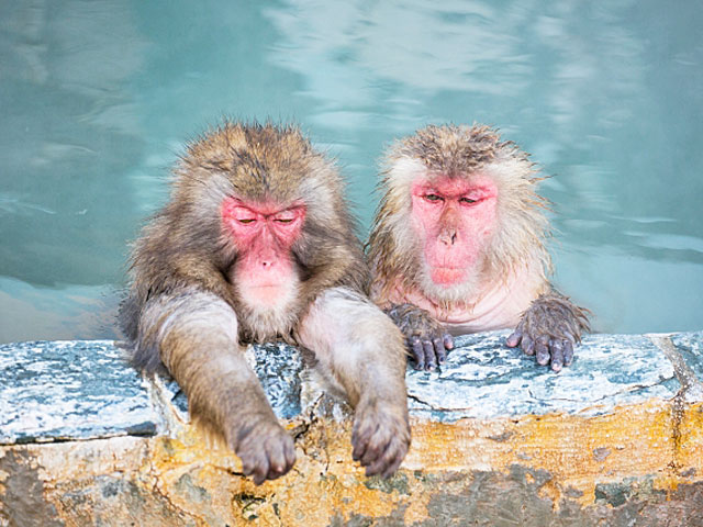 猿入浴